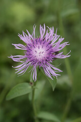 Vertical closeup on an unusual wide form of the purple flowering brownray knapweed wildflower, Centaurea jacea