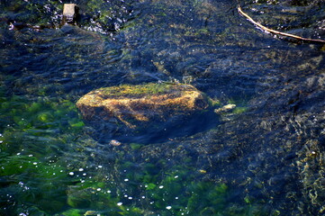 Stream in Mount Rainier National Park, Washington
