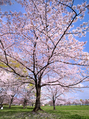 舎人公園の満開の桜　東京都