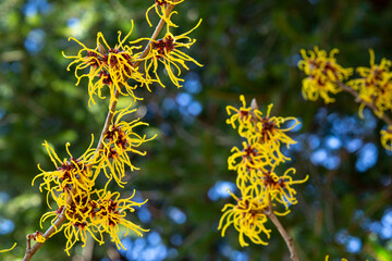 Witch hazel that yellow beautiful flowers bloom early spring.