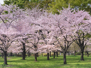 Obraz na płótnie Canvas 桜が満開となった舎人公園　東京都