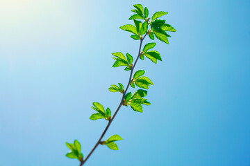Tree branch with many green leaves. isolated on blue sky background. spring time season. new life. Springtime backdrop.