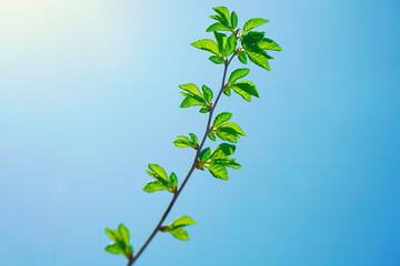 Obraz premium Tree branch with many green leaves. isolated on blue sky background. spring time season. new life. Springtime backdrop.