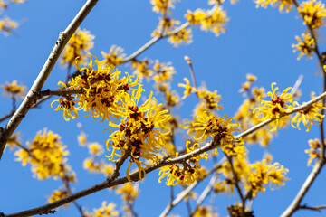 Hamamelis intermedia ’balmstead gold’ flower blooming at the tip of a branch.