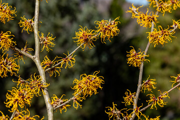 Hamamelis intermedia 'Jelena' flower blooming at the tip of a branch.