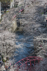 東京都内の春の景色