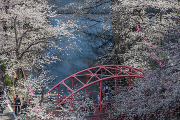 東京都内の春の景色
