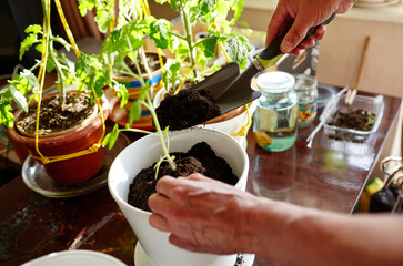 Old man gardening in home greenhouse. Men's hands planting tomato seedlings in the soil, selective focus. Planting and gardening at springtime