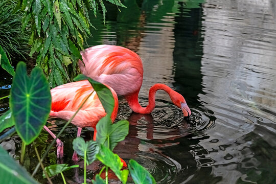 pink flamingos