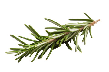 Fototapeta premium Rosemary Leaf On White Background. Isolated Transparent, Png. Generative AI