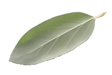 Sage Leaf On White Background. Isolated Transparent, Png. Generative AI