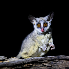 the lesser bushbaby or galago