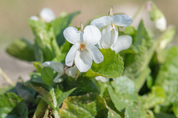 Fototapeta na wymiar Blossom of the white variation of a garden violet (Viola odorata).