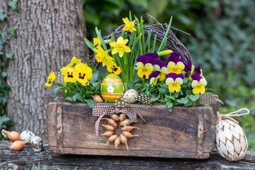 gelbe und lila Hornveilchen und Narzissen in alter Ziegelform im Garten