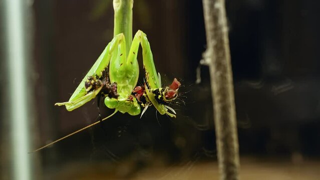 The mantis holds the remains of a caterpillar in its paws and eats them. Macro plan, dark background. High quality 4k footage