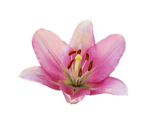 Closeup of pink lily flower isolated on white or transparent background