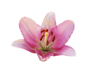 Closeup of pink lily flower isolated on white or transparent background