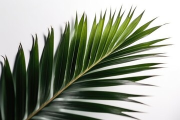 Palm Leaf On White Background. Generative AI
