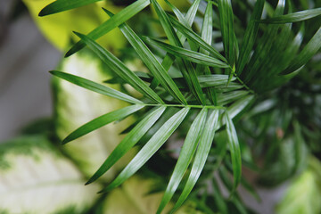 Obraz premium Chamedorea palm and other tropical plants background, selective focus. Landscaping office or home concept, homeplant business