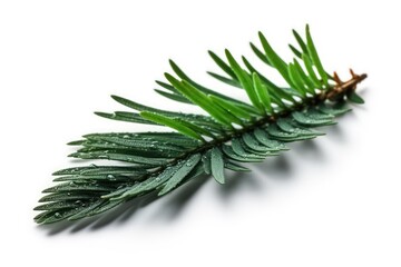 Spruce Leaf On White Background. Generative AI
