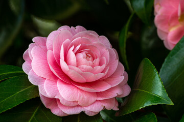 Neat and clean maiden camellia 'otometsubaki' flower in the garden.