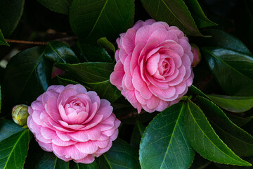 Neat and clean maiden camellia 'otometsubaki' flower in the garden.
