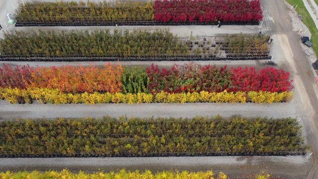 Tree nursery in Ontario, Canada. Showing colourful autumn leafs.