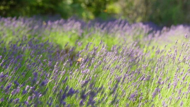 A variety of insects fly in a blooming field of lavender. Sun and shadow play