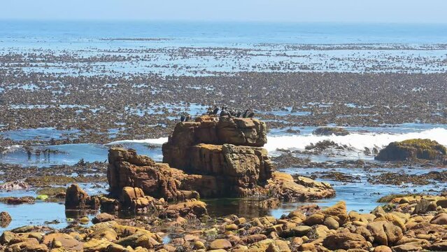 Kap Kormorane auf Meeres Felsen am Kap der guten Hoffnung in S&uuml;d Afrika