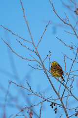 Male Yellowhammer (Emberiza citrinella) Perched on a Tree Branch in a Park in Finland during Spring