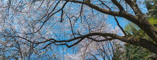 樹木公園の桜　満開