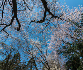 樹木公園の桜　満開