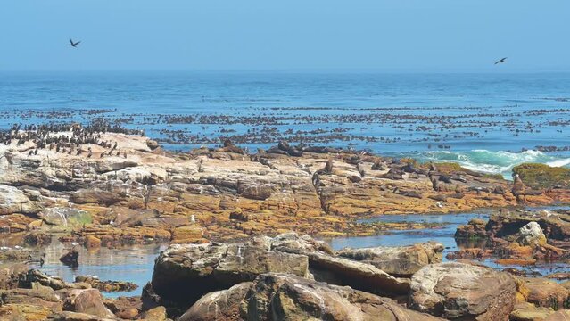 Seel&ouml;wen und Kormorane auf Meeres Felsen am Kap der guten Hoffnung in S&uuml;d Afrika
