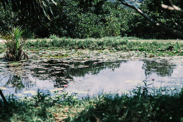 ハスのある暮らし
