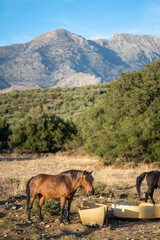 Horse - Samothrace, Greece