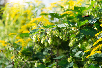 Hop cones grow on the stem of the plant, green foliage, nature background	