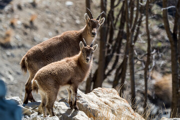 Naklejka na ściany i meble Young Alpine ibex in the South Vercors, France