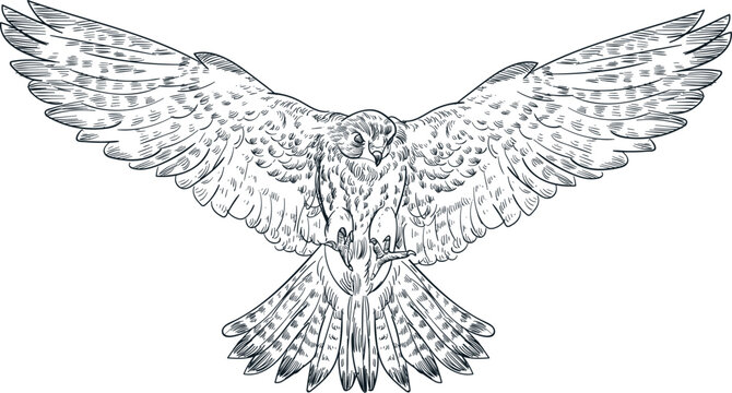 Vintage hand drawn sketch kestrel bird