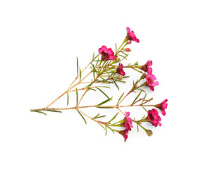 Pink gypsophila flowers on white background