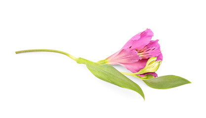 Pink alstroemeria flower on white background