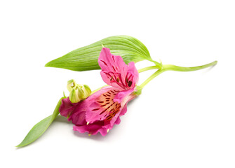 Pink alstroemeria flower on white background