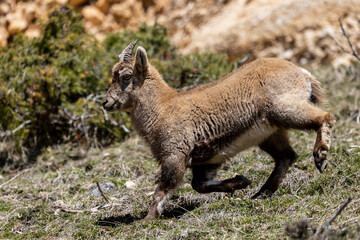 Young Alpine ibex in the South Vercors, France