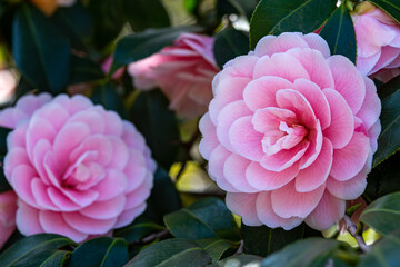 Camellia japonica 'Shunshoko’ flower in the garden.