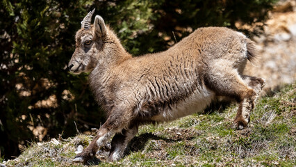 Naklejka na ściany i meble Young Alpine ibex in the South Vercors, France