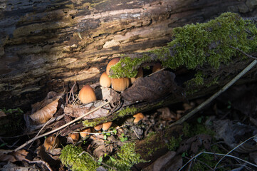 Tree stump covered with Glistening Inkcap in the Harderbos of nature organization Natuurmonumenten near Biddinghuizen. Trees that fall over remain as a food source for mosses, fungi, mushrooms. 