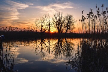 Beautiful summer evening landscape. Dry tree and grass reflecting in the river. Photo taken in Pinczow, Poland.