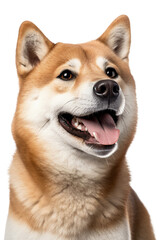 Portrait of happy Shiba Inu dog on a transparent background. Generative AI