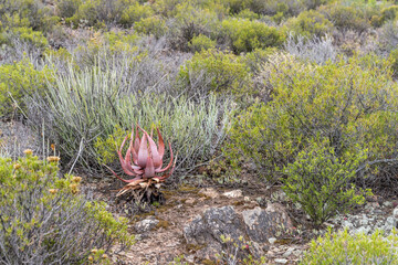 Aloe plant among bushes at botanic gardens, Worcester