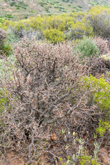 Tylecodon Paniculatus plant among shrubs at botanic gardens, Worcester