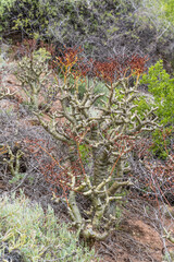 Tylecodon Paniculatus plant and shrubs at botanic gardens, Worcester